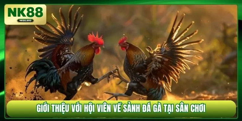 Giới thiệu với hội viên về sảnh đá gà tại sân chơi